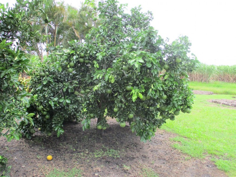 12560 Bruce Highway, Proserpine QLD 4800