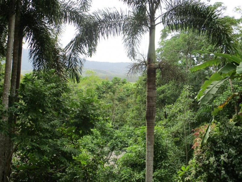16 Brandy Creek Road, Cannon Valley QLD 4800