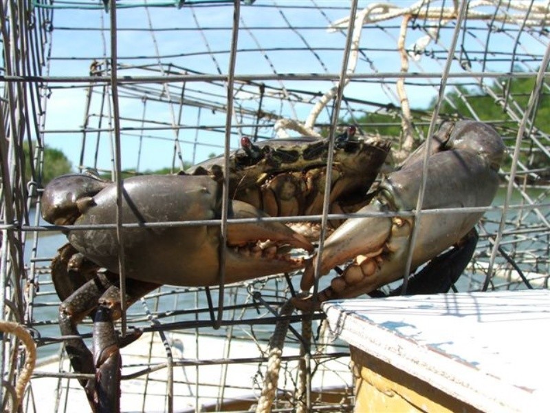 58 Davison Road, Conway QLD 4800