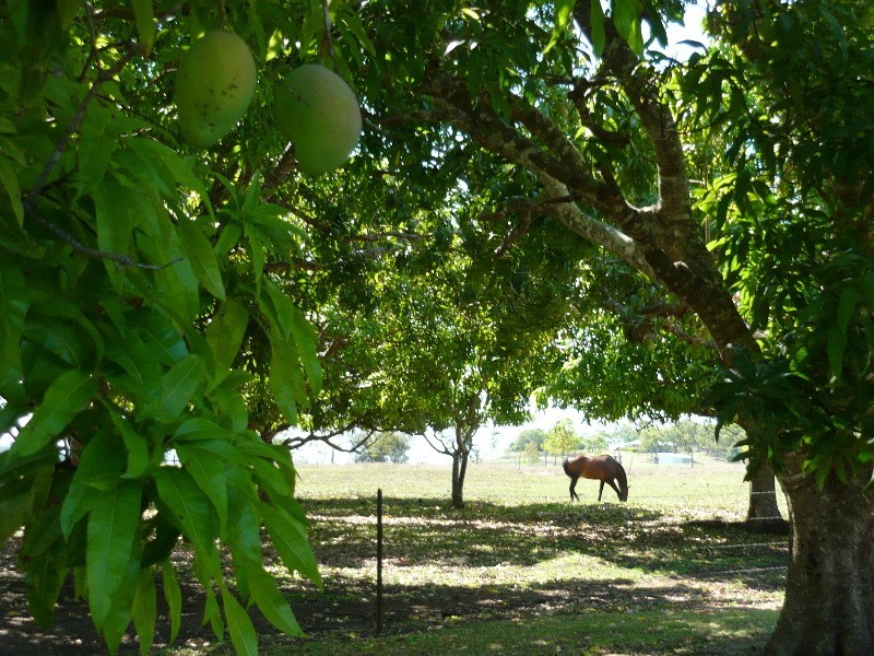 71 Moranino Road, Proserpine QLD 4800