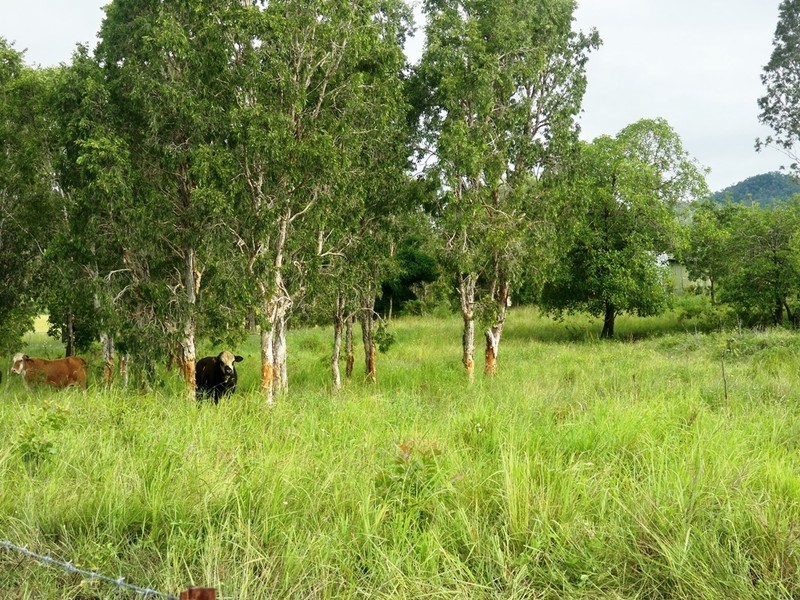 Lot 60 Lindeman Drive, Bloomsbury QLD 4799