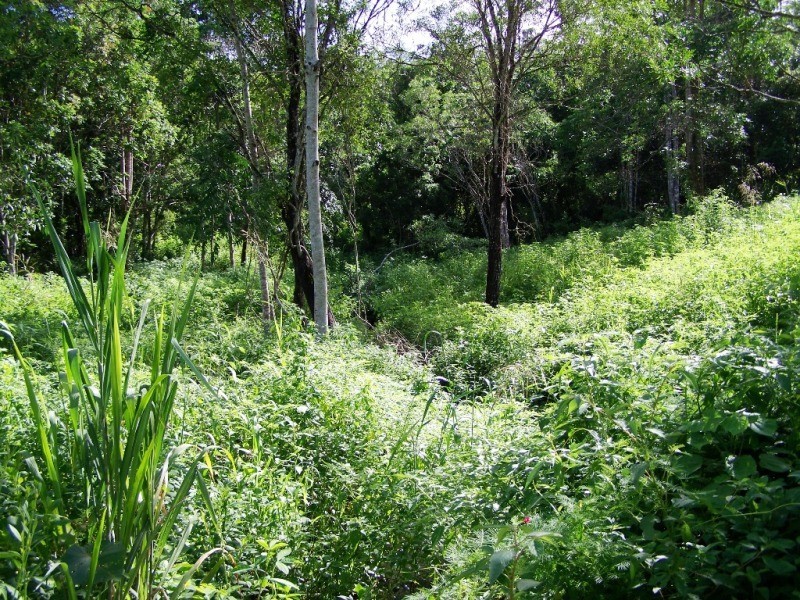 Lot 101 Moodys Road, Proserpine QLD 4800