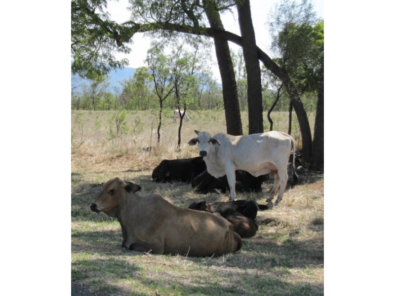 18 Normanby Street, Dingo QLD 4702