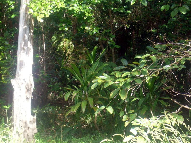 Lot 73 Leeder Road, Conway QLD 4800