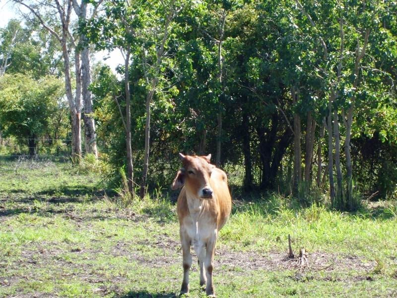 208 Klaka Road, Home Hill QLD 4806