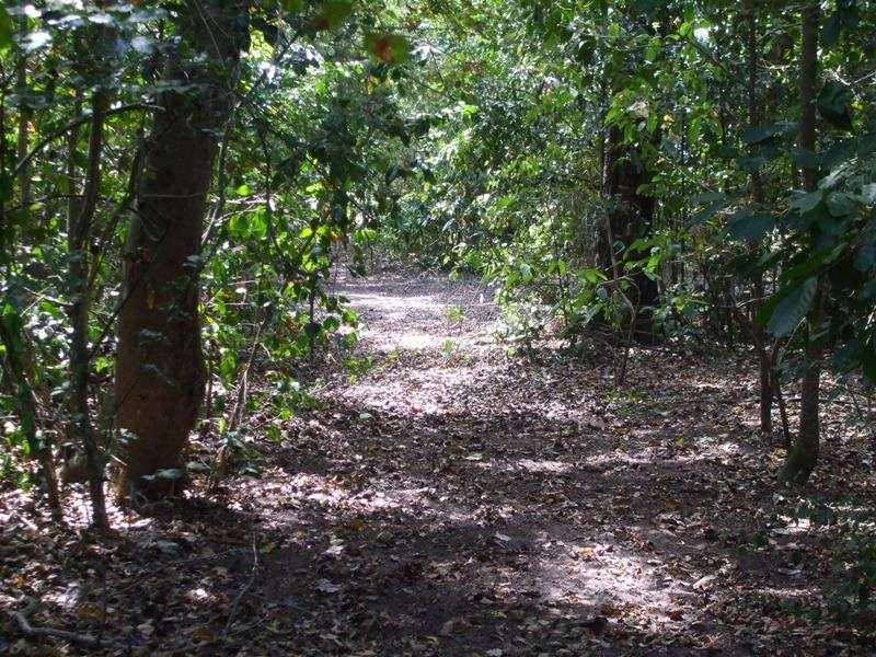 61 Trochus Street, Dingo Beach QLD 4800