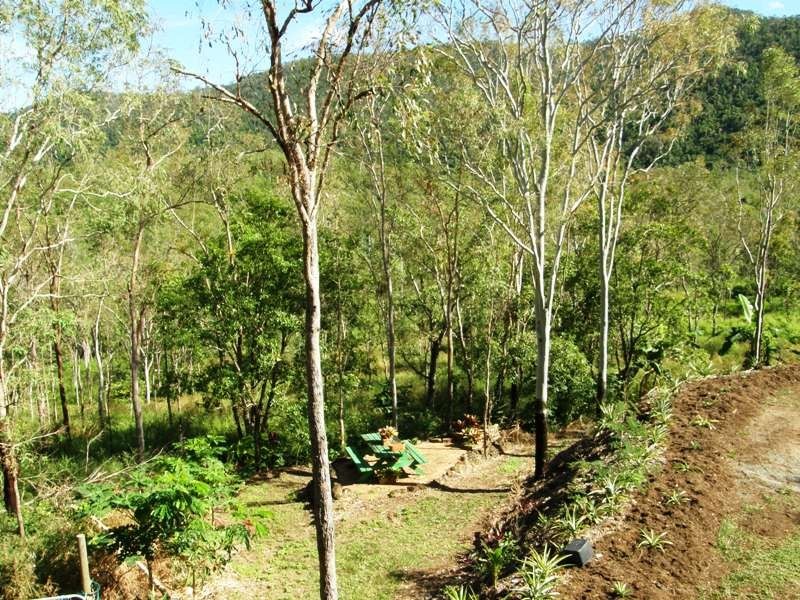 317 Sugarloaf Road, Sugarloaf QLD 4800