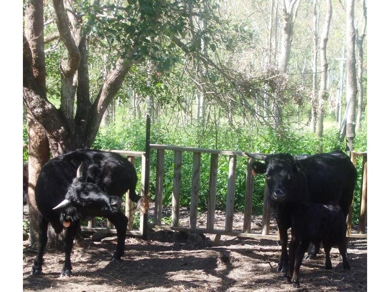 317 Sugarloaf Road, Sugarloaf QLD 4800
