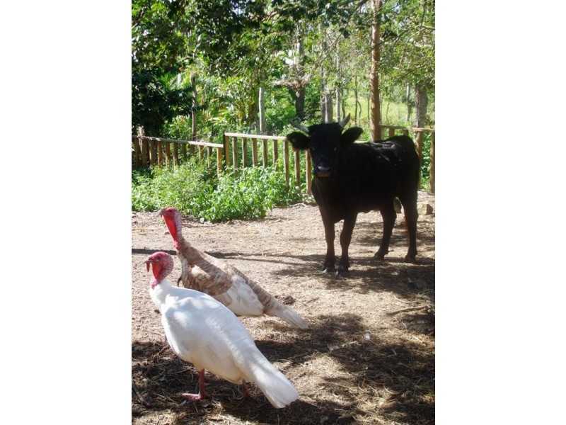 317 Sugarloaf Road, Sugarloaf QLD 4800