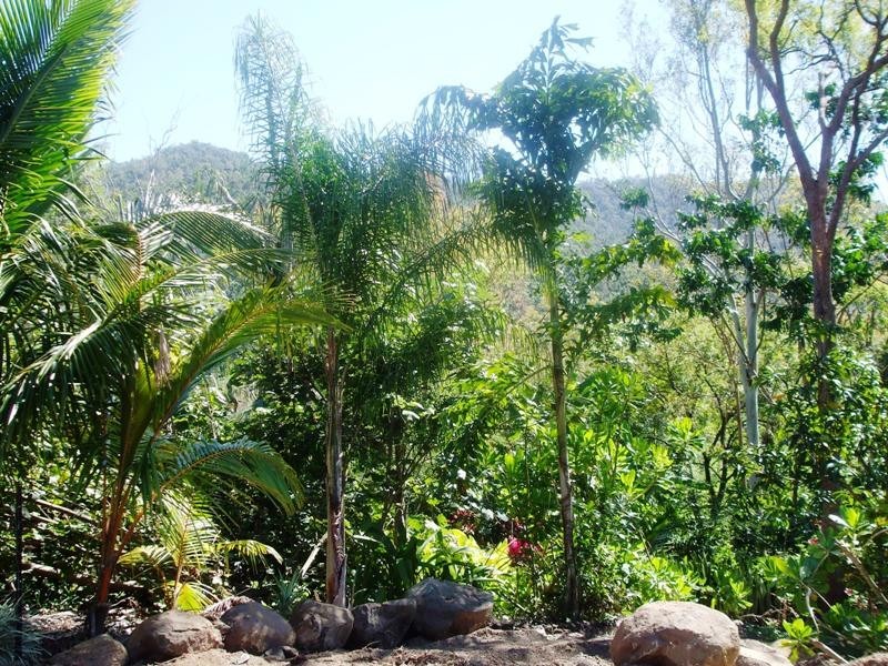 317 Sugarloaf Road, Sugarloaf QLD 4800