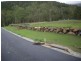 Lot 17 Tanika Rd, Ridgehaven Estate, Cannonvale QLD 4802