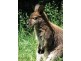 Lot 1 – 10 Crystalbrook Rd, Crystalbrook Retreat, Proserpine QLD 4800
