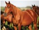 Lot 1 – 10 Crystalbrook Rd, Crystalbrook Retreat, Proserpine QLD 4800