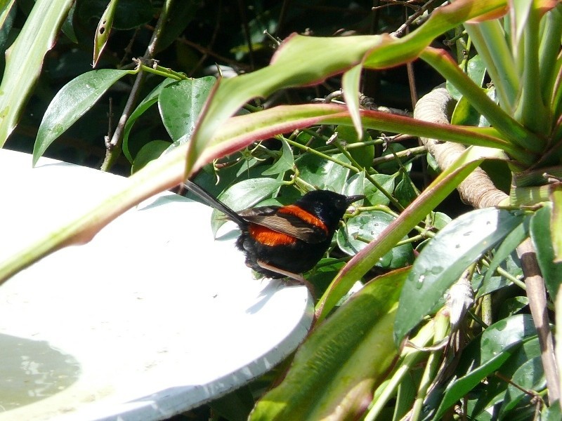 13 O’Flynn Cres., Midge Point QLD 4799