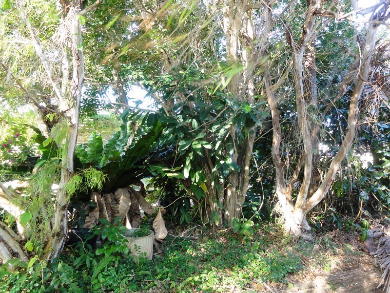 23 Ti Tree Avenue, Conway Beach QLD 4800