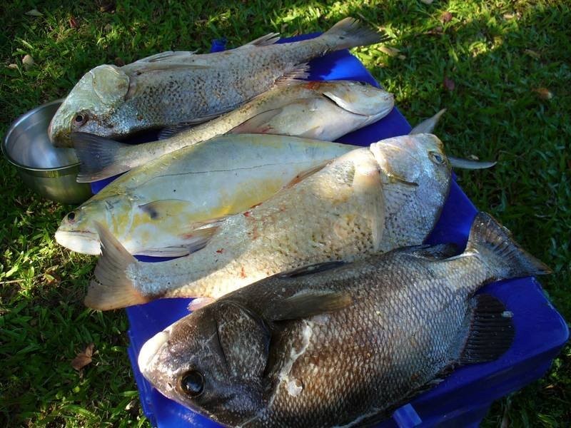 12 Patterson Street, Midge Point QLD 4799