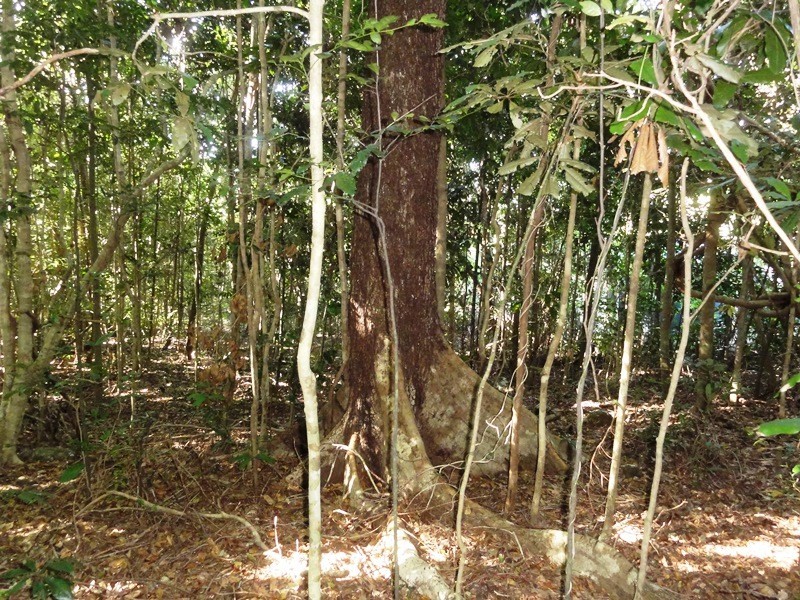 Lot 10 Camille Drive, Strathdickie QLD 4800