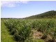 204 Gregory Cannon Valley Road, Gregory River QLD 4660