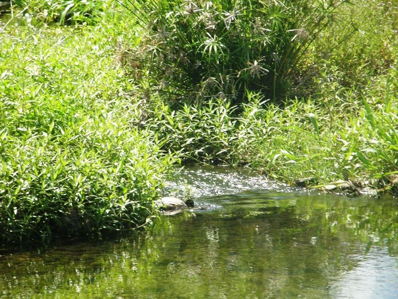 1783 Gunyarra Road, Proserpine QLD 4800