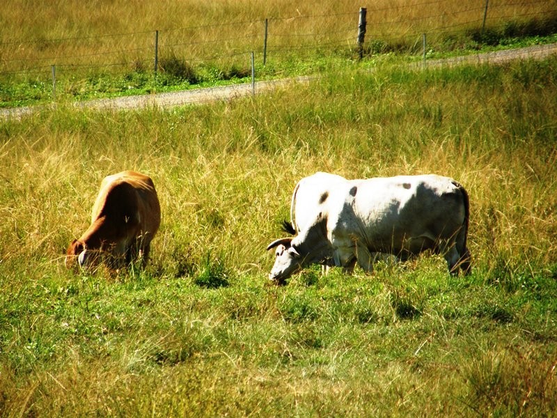 38 Fry Rd, Andromache QLD 4800