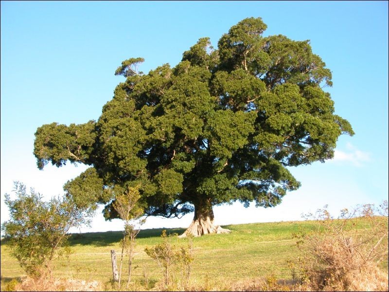 92 Jerrara Road, Jamberoo NSW 2533