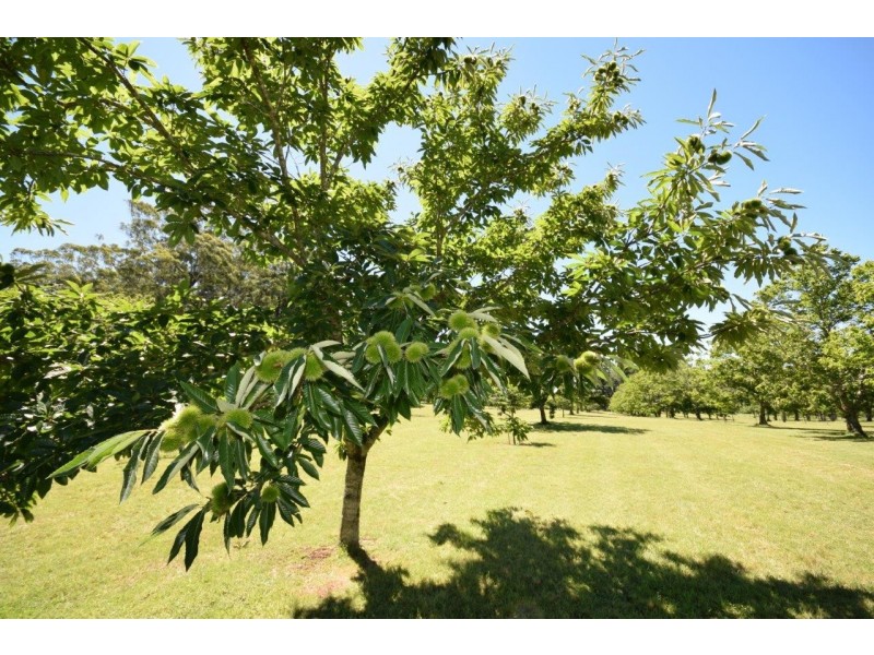 4213 Braidwood Road, Nerriga NSW 2622