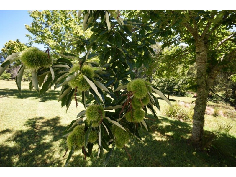 4213 Braidwood Road, Nerriga NSW 2622