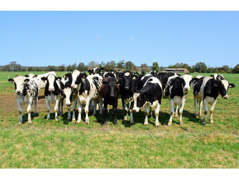 Lot 13 DP 109936 Bournes Lane, Pyree NSW 2540