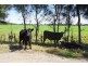 Lot 57 Greenwell Point Road, Pyree NSW 2540