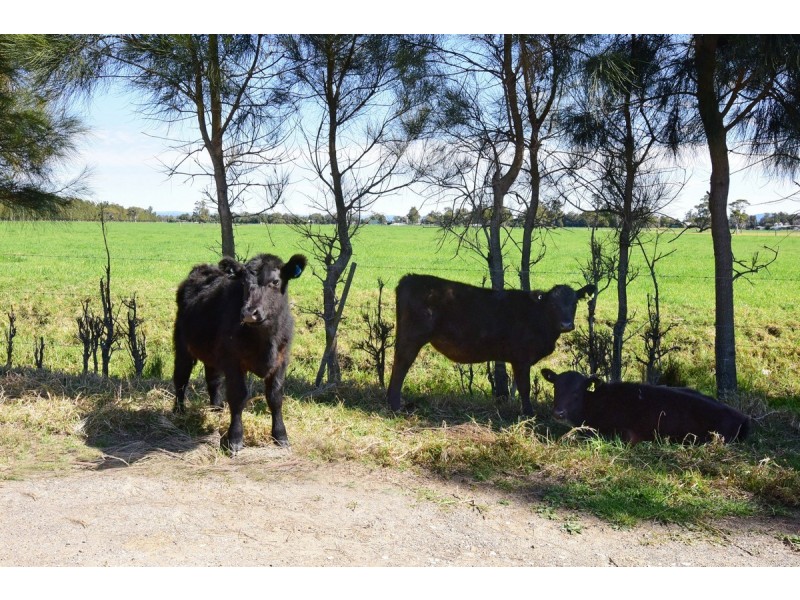 Lot 57 Greenwell Point Road, Pyree NSW 2540