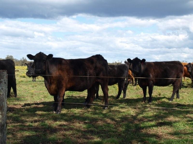 Lot 201 Comerong Island Road, Comerong Island NSW 2540