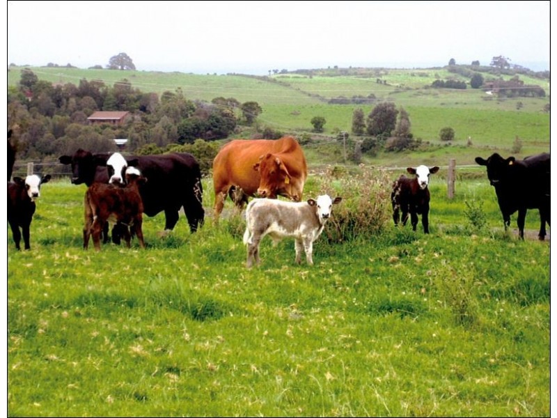 92 Jerrara Road, Jamberoo NSW 2533