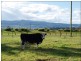 6 Holme Street, Nowra NSW 2541