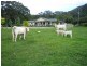 Coolangatta NSW 2535