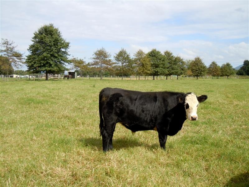 75 Jaspers Brush Road, Berry NSW 2535