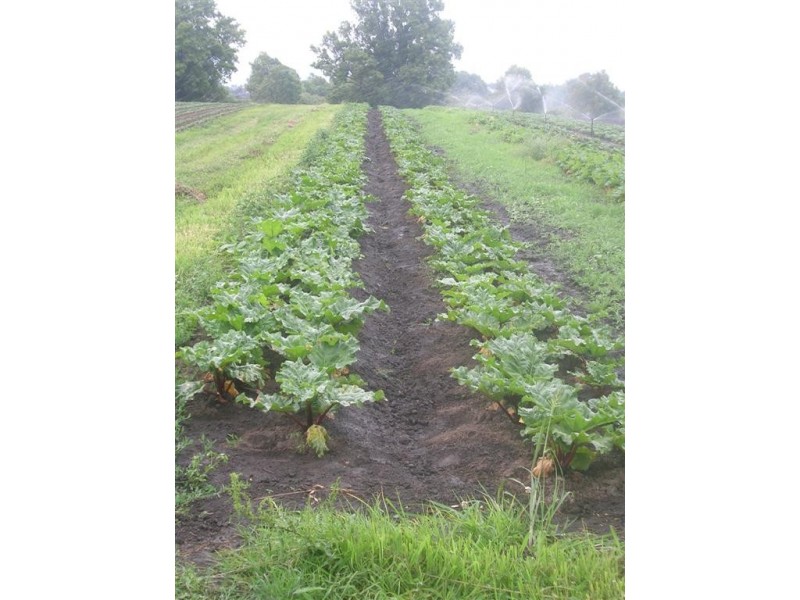 62 Millbank Road, Terara NSW 2540