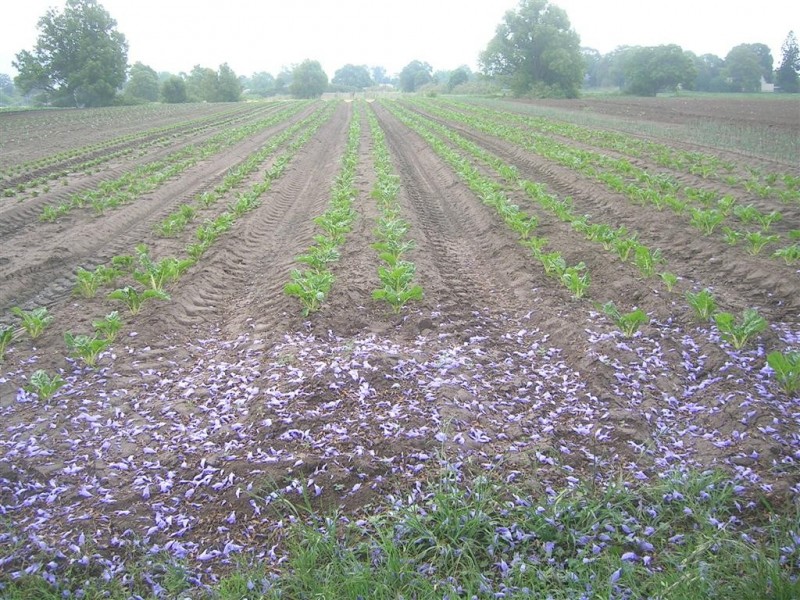 62 Millbank Road, Terara NSW 2540