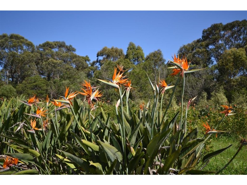 40 Gardner Road, Falls Creek NSW 2540