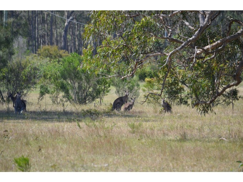 Lot 6 Kalatta Grove, Worrigee NSW 2540