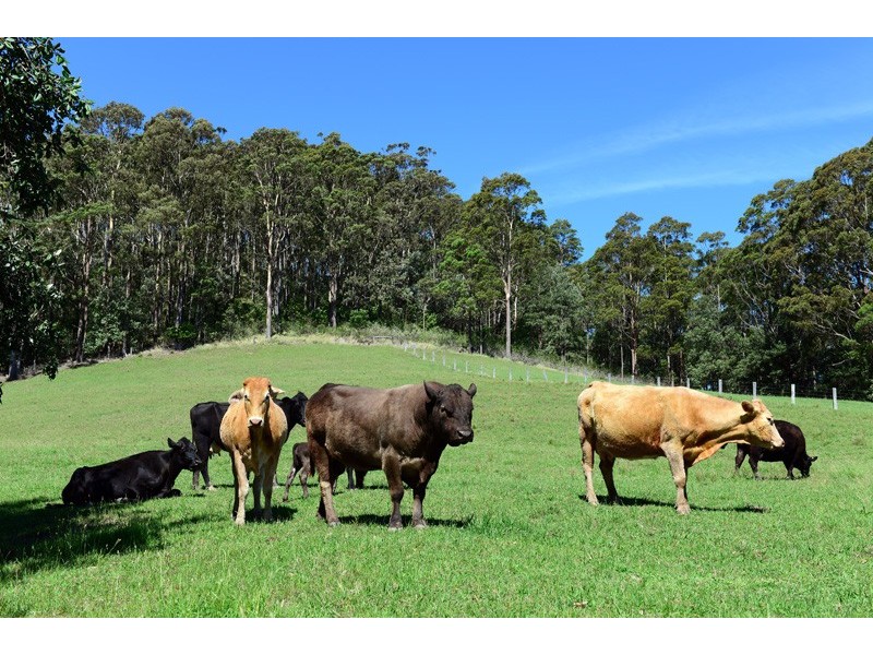 418 Coolangatta Road, Berry NSW 2535