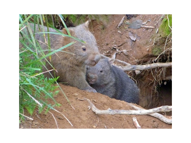 166 Bendeela Road, Kangaroo Valley NSW 2577