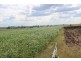 768 Oakey Pittsworth Road, Aubigny QLD 4401
