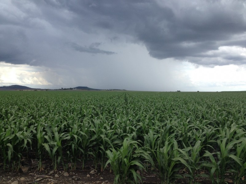 . EVANSLEA ROAD, Dalby QLD 4405