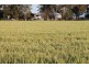 1233 Duleen-Daandine Road, Dalby QLD 4405