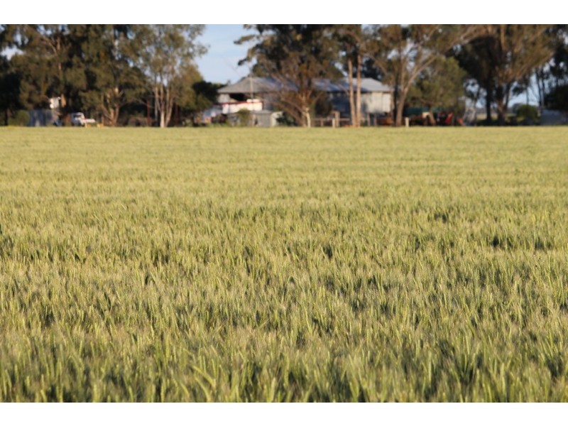 1233 Duleen-Daandine Road, Dalby QLD 4405