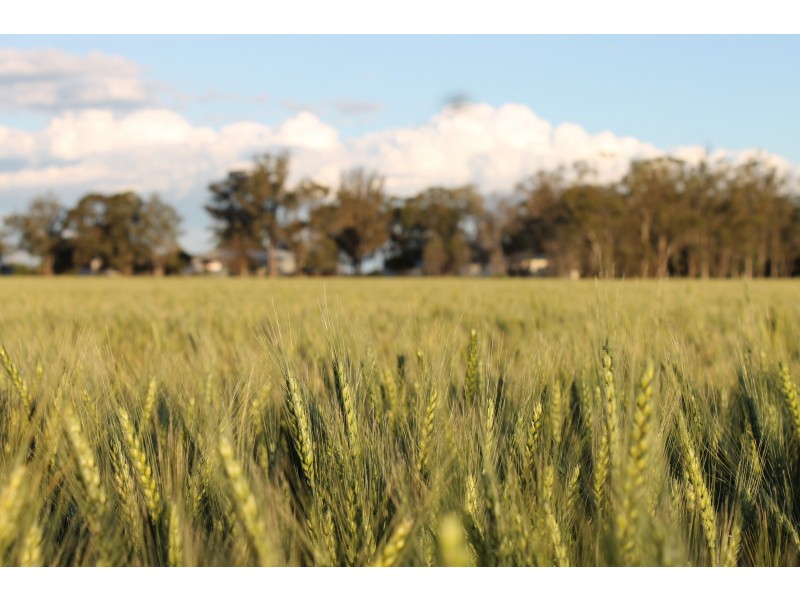 1233 Duleen-Daandine Road, Dalby QLD 4405