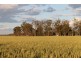 1233 Duleen-Daandine Road, Dalby QLD 4405