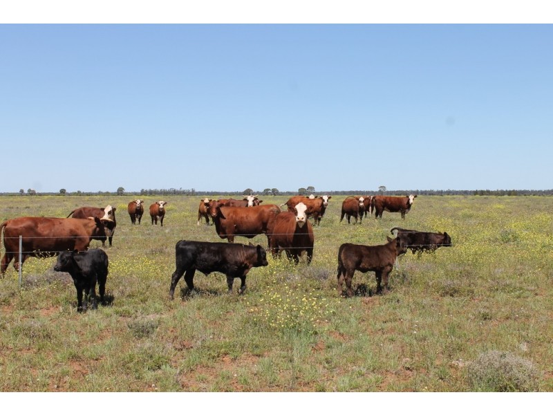 0 LAPGATE ROAD, Westmar QLD 4422