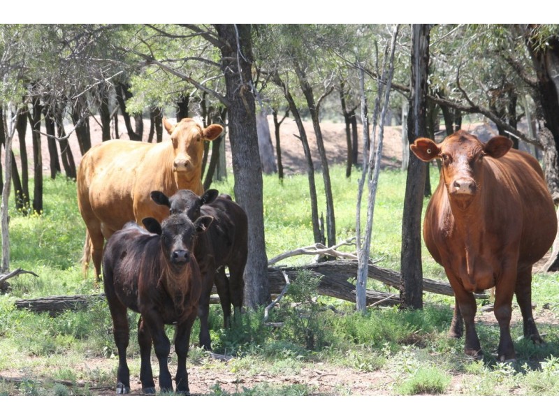 0 LAPGATE ROAD, Westmar QLD 4422