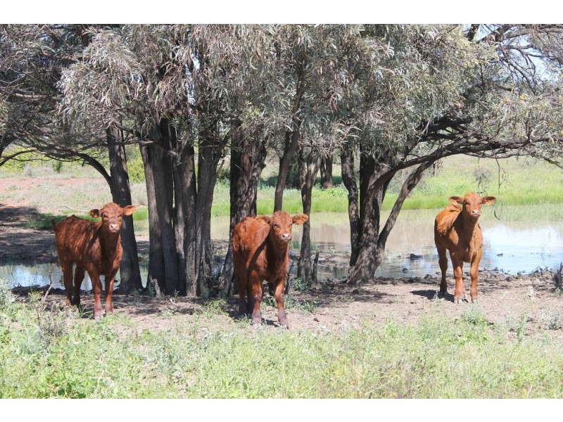 0 LAPGATE ROAD, Westmar QLD 4422